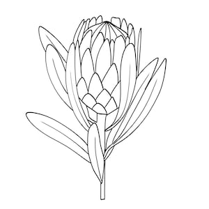 May include: Black and white line drawing of a protea flower. The flower head is detailed with layered petals, surrounded by long, slender leaves. The stem is straight and simple, with a single leaf near the base. The image is set against a plain white background.