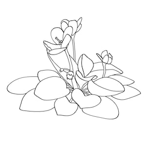 May include: Line art illustration of an African violet plant. The image shows the plant's leaves, flowers, and buds in a detailed, black and white outline. The leaves are large and rounded, while the flowers are open and delicate.