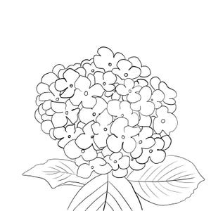 May include: Black and white line drawing of a hydrangea flower. The flower head is a large cluster of small, five-petal blossoms. Two large leaves are at the base of the flower.