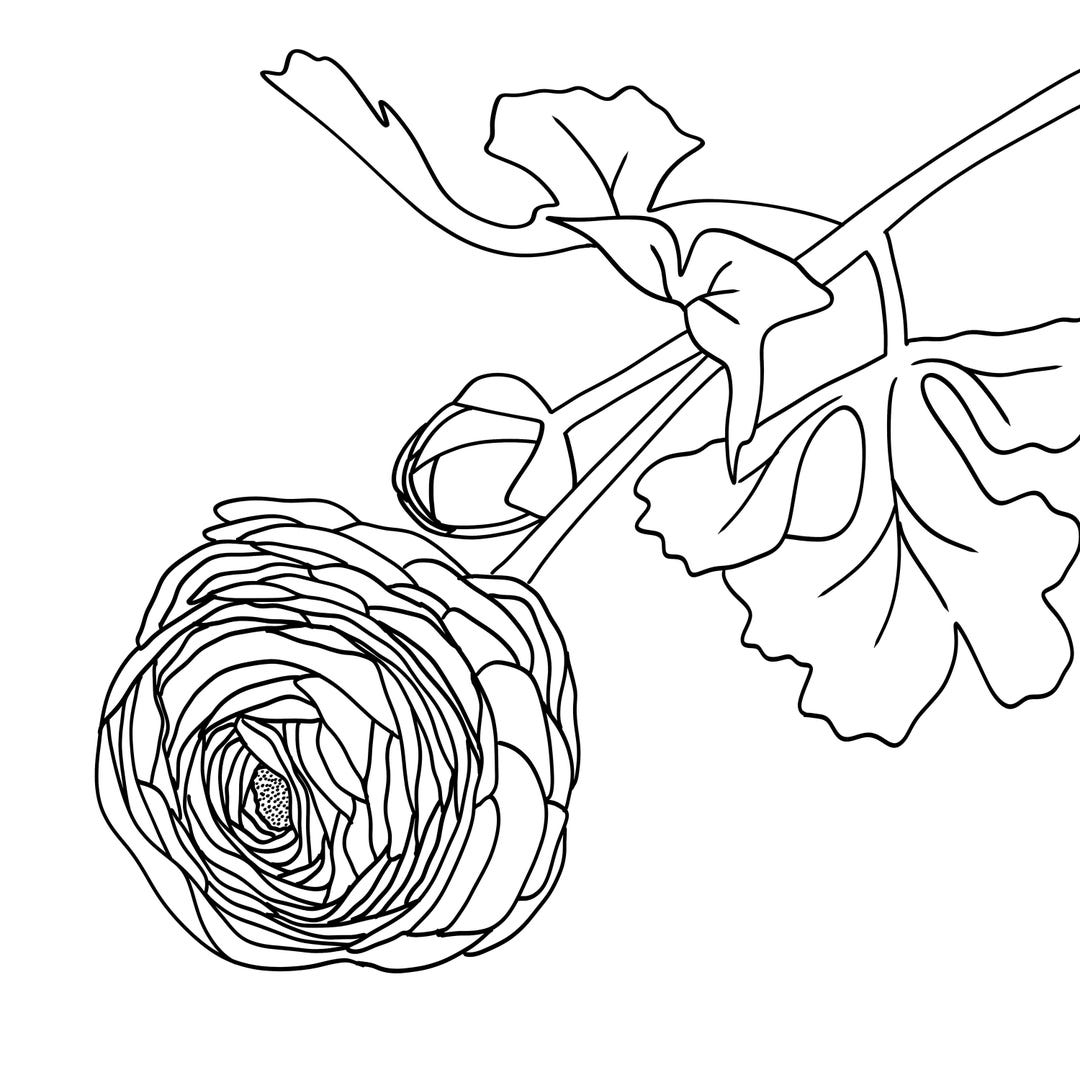 Hand Drawn Ranunculus Flower Line Art, SVG PNG (digital Download) - Etsy