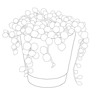 Op de afbeelding: Lijntekening van een String of Pearls-plant in een pot. De plant heeft veel ronde, parelachtige bladeren en hangende stengels. De pot heeft een eenvoudige, cilindrische vorm met een licht uitlopende rand. De afbeelding is in zwart-wit.