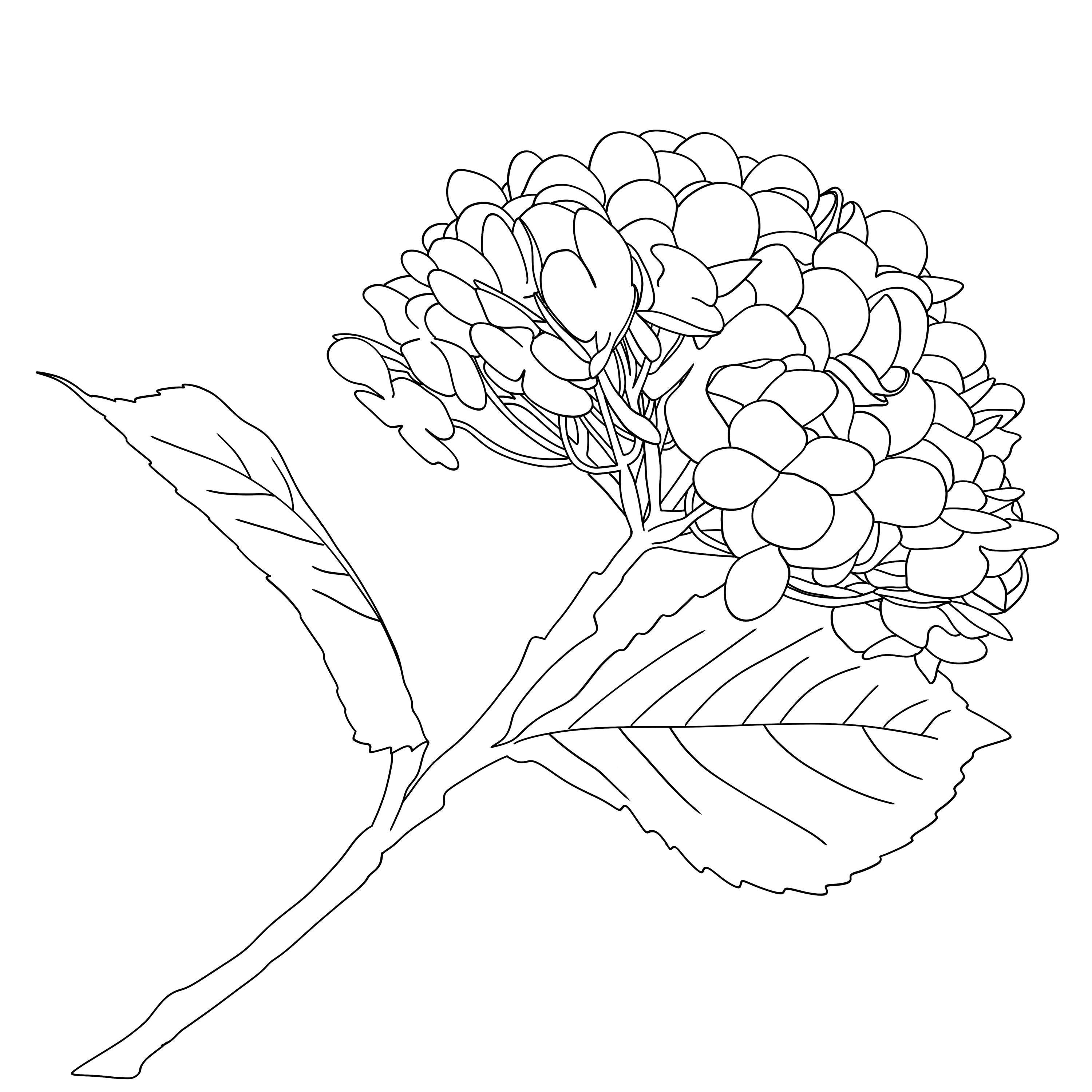 Hand Drawn Hydrangea Flower Line Art, SVG PNG (digital Download) - Etsy