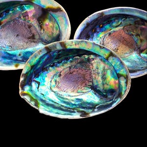 Neuseeländische Paua Muscheln / Abalone Muscheln (41A)