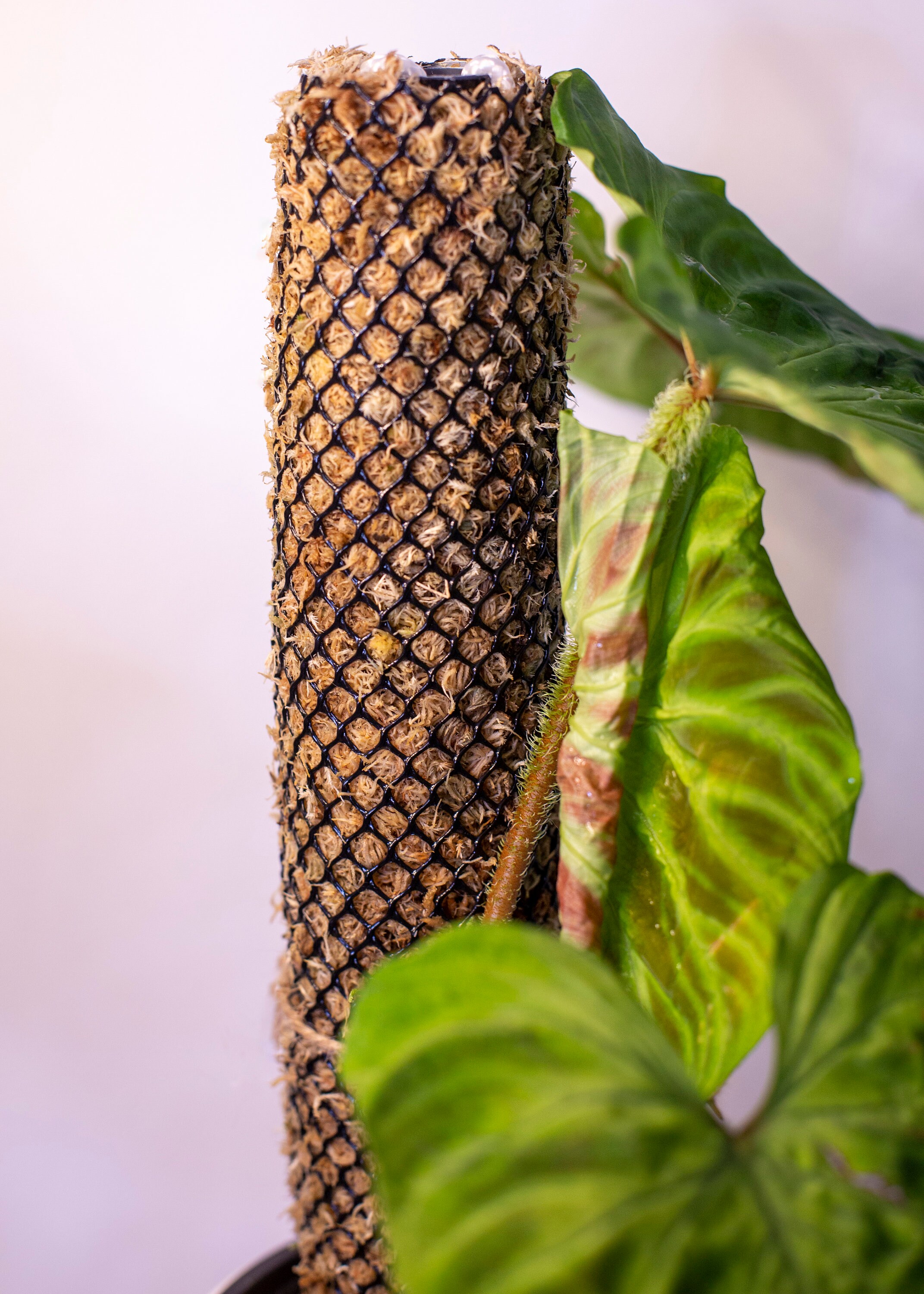 Self Watering Moss Pole 50cm Etsy UK