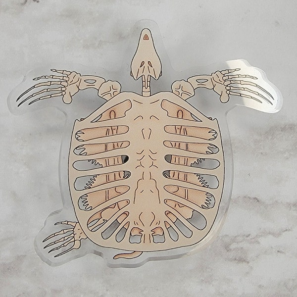Archelon Acrylic Pin | Sea Turtle | Marine Reptiles | Fossils | Paleontology | Paleoart | Marine Biology | Scuba Diving | Herpetology