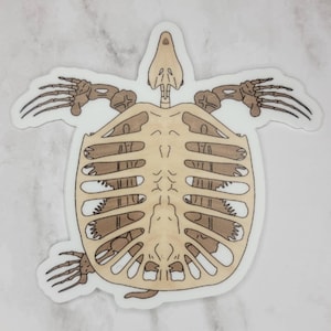 Archelon Sticker: Prehistoric Sea Turtle Fossil - Waterproof Vinyl