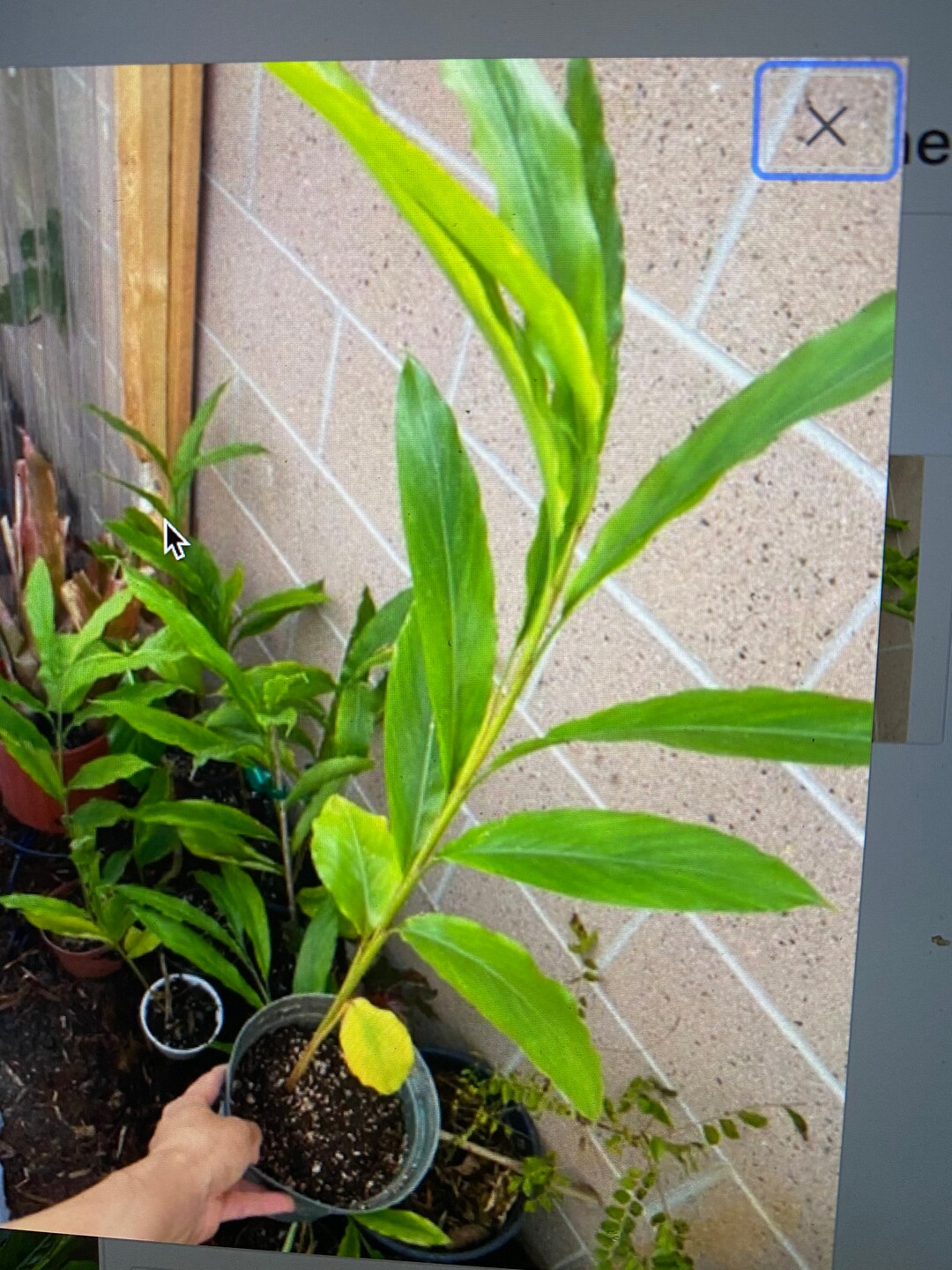 Elettaria Cardamom TRUE Cardamon Plant Etsy