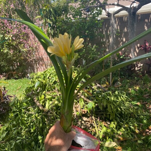 Large  Yellow Clivia Hybrid Plant 1 gallon BUY one get one FREE