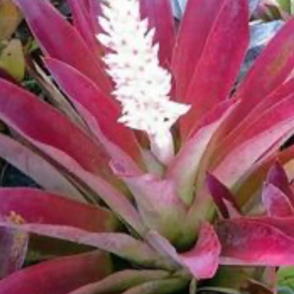 Red Xandrol  O'rourke Aechmea Blanchetiana