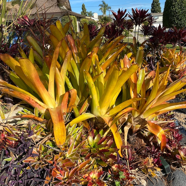 Large Aechmea Orangeade Bromeliad get a free pup with purchase