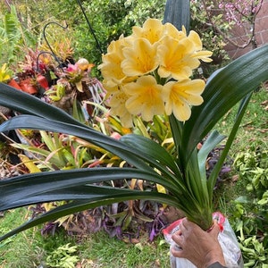 Free pup Clivia with purchase of large   Yellow Clivia Hybrid Plant 1 gallon buy one get one free a  smaller size plant