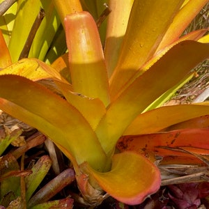 Free pup with purchase - Orangeade Pup Blanchetiana Aechmea by one get one same size or smaller