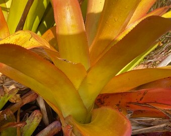 Free pup with purchase - Orangeade Pup Blanchetiana Aechmea by one get one same size or smaller