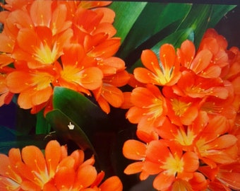 Free Pup Clivia with purchase Beautiful CLIVIA LIve plant 1 Gallon Plant buy one get a free smaller exact plant