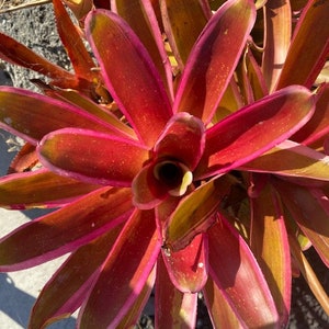 Neorogelia Sheba you get 5