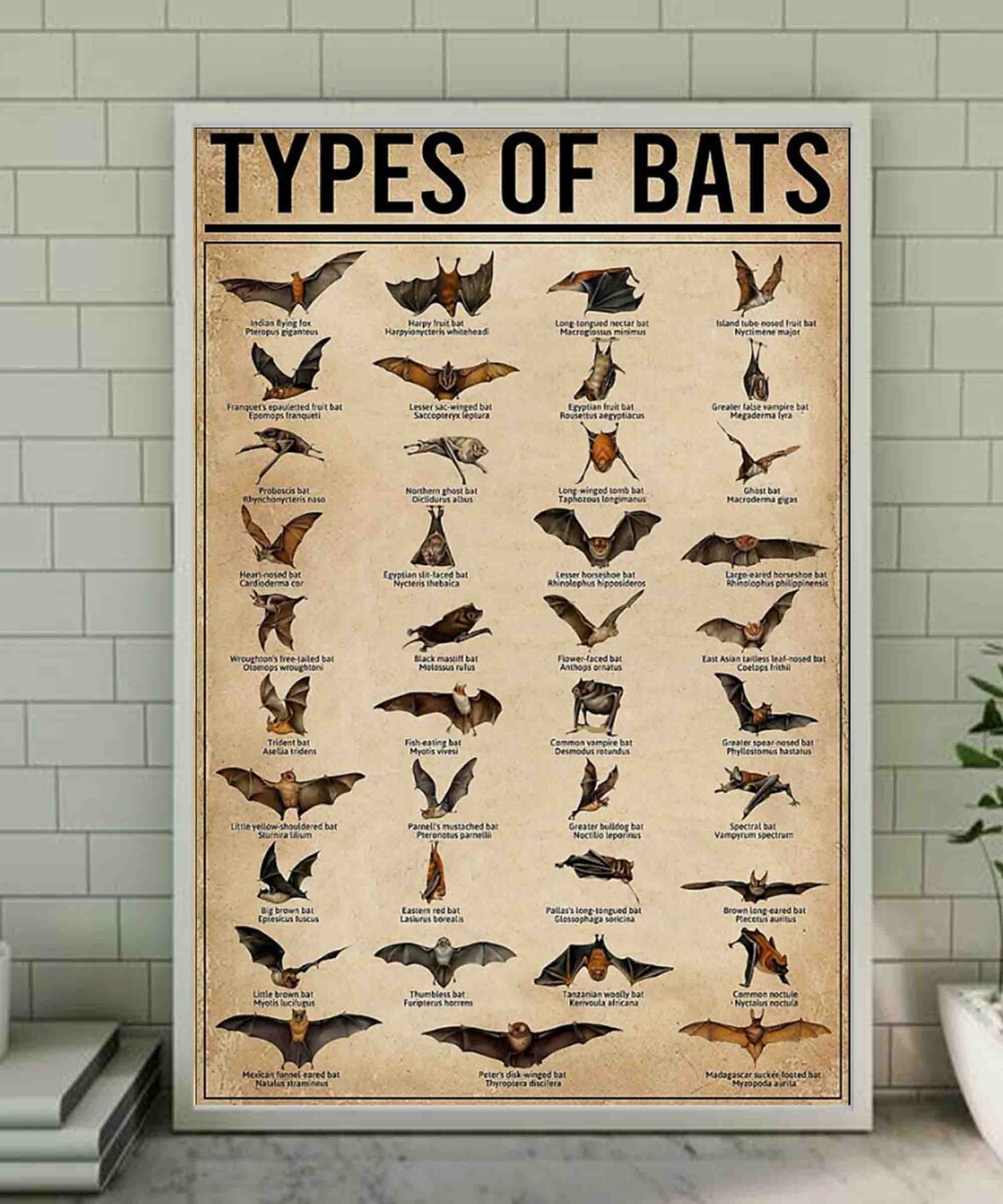Types Of Bats Poster Vintage Poster Bat Types Knowledge Etsy