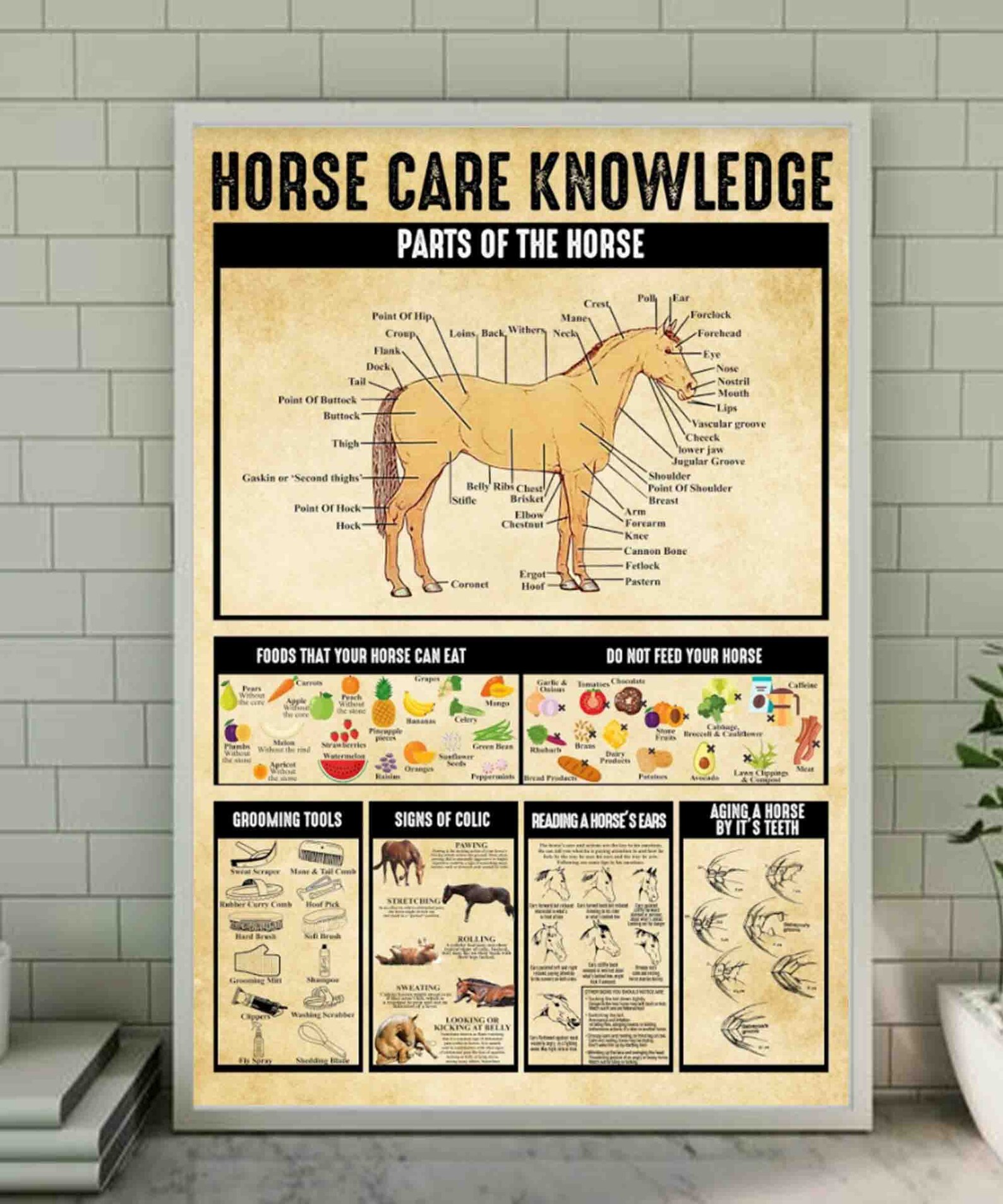 Horse Care Poster Horse Knowledge Horse Poster Etsy