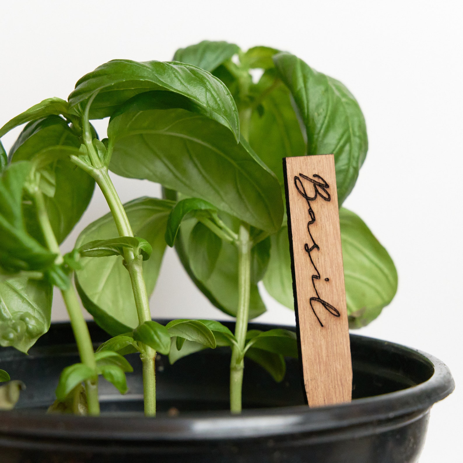 Wooden Plant Labels for Plant Babies Herb Gardens and Indoor Etsy