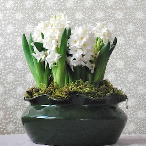 May include: A dark green ceramic pot filled with white hyacinth flowers and green leaves. The pot is filled with moss and sits on a white surface. The background is a grey and white floral pattern.