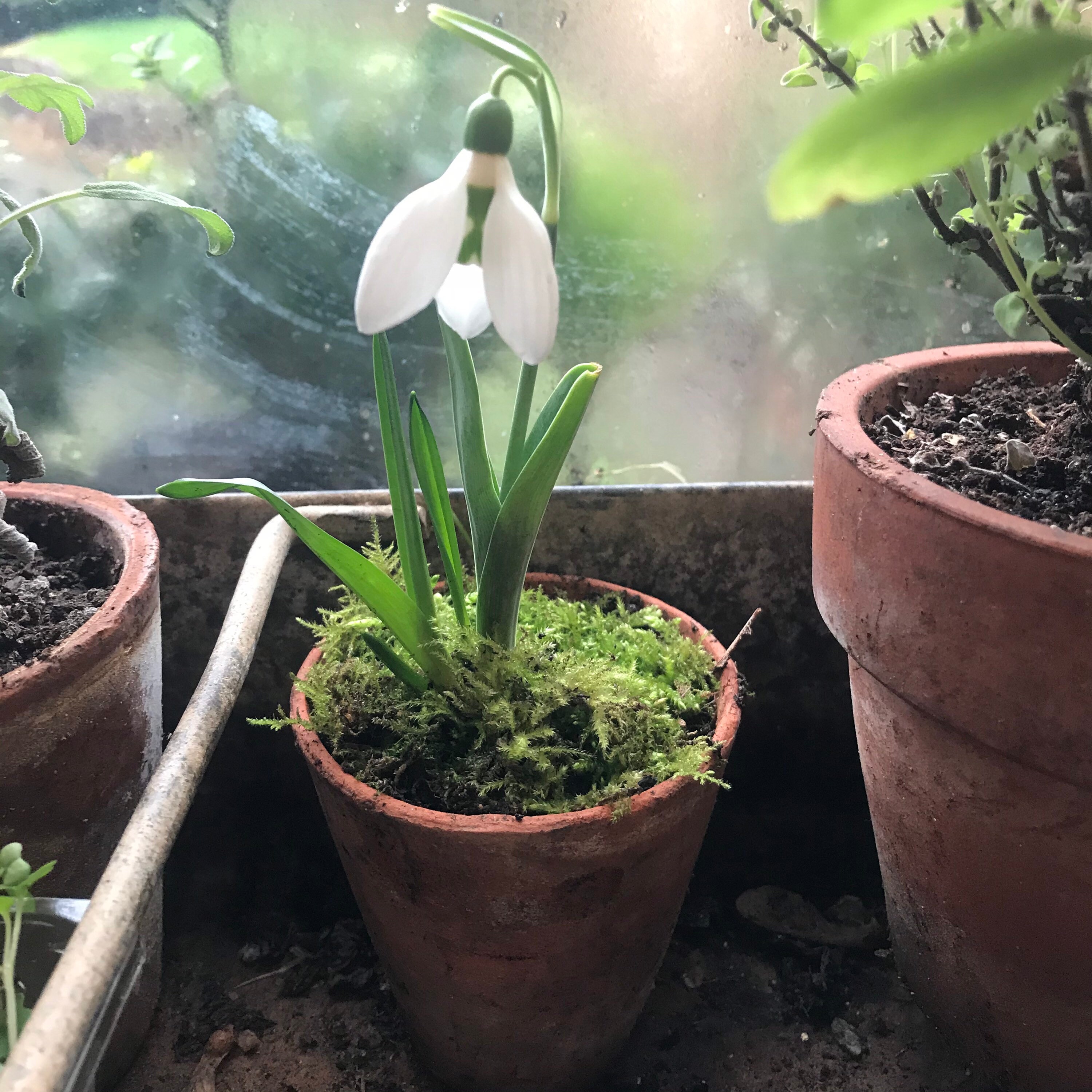 Potted Snowdrop Plants in Vintage Terracotta 3 Pots Set of Etsy UK