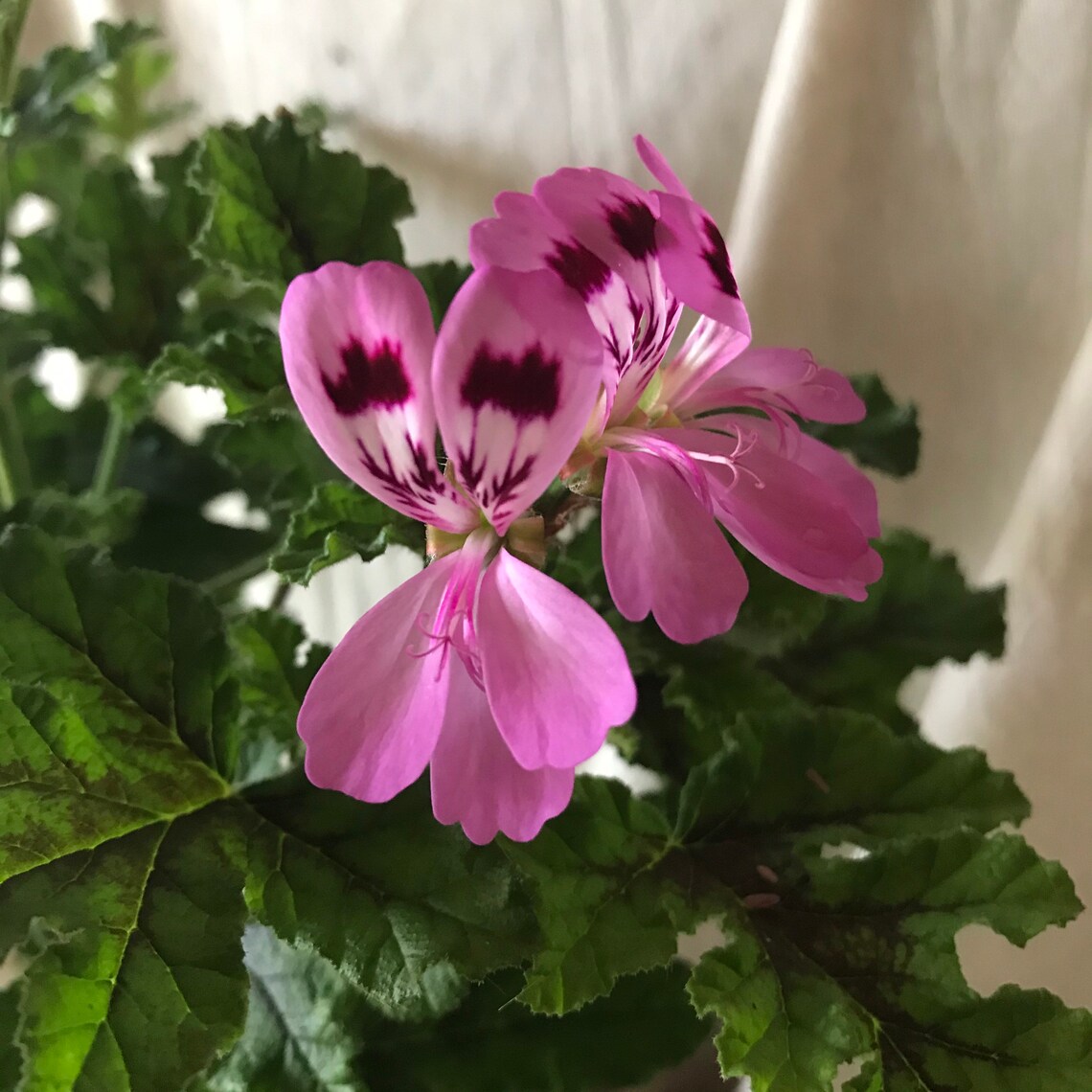 Potted scented Geranium Quercifolia in a vintage terracotta Etsy