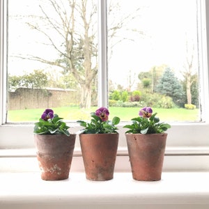 May include: Three terracotta pots, each containing a pansy plant with purple and yellow flowers, sit on a white windowsill. The window offers a view of a garden and trees in the background.