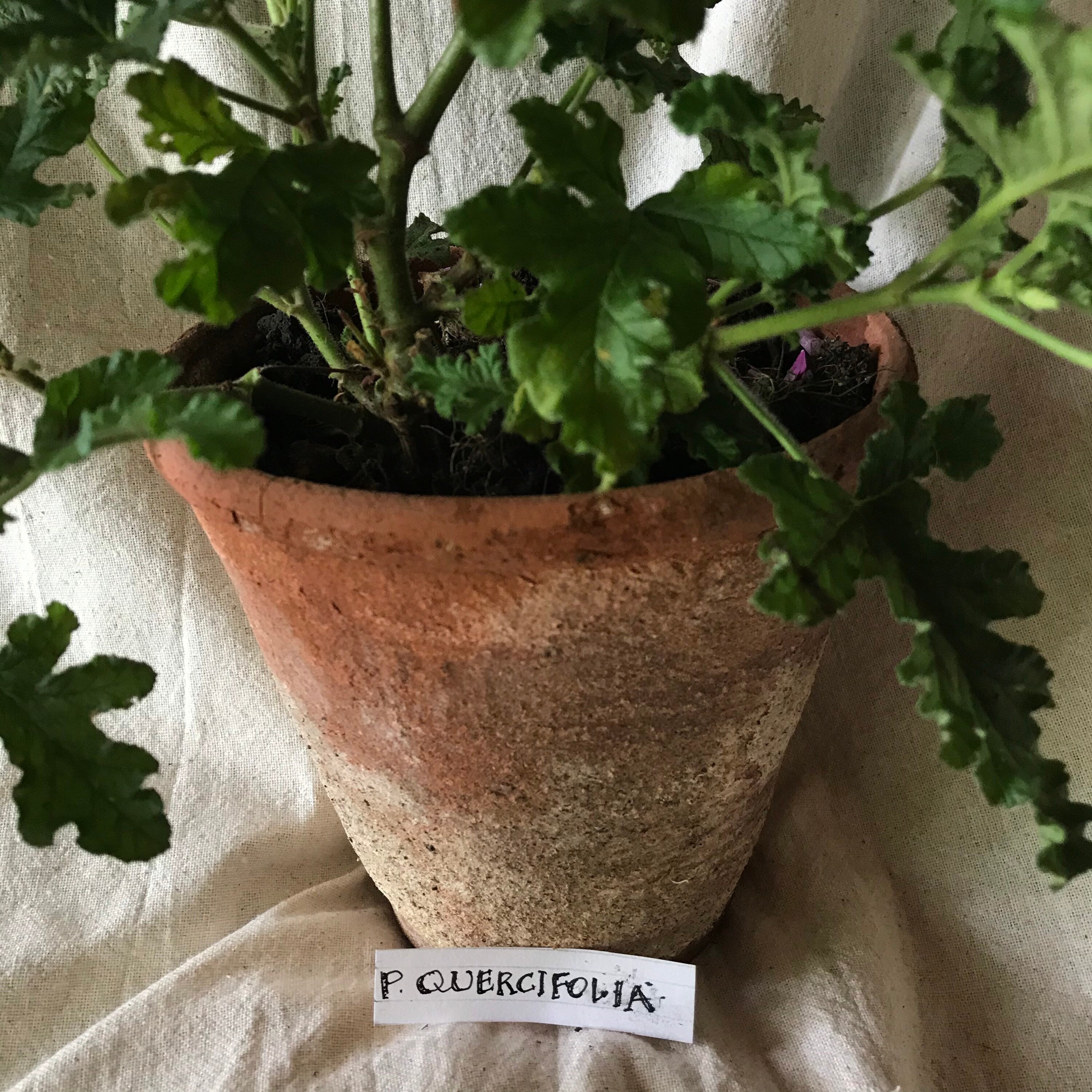 Potted scented Geranium Quercifolia in a vintage terracotta Etsy