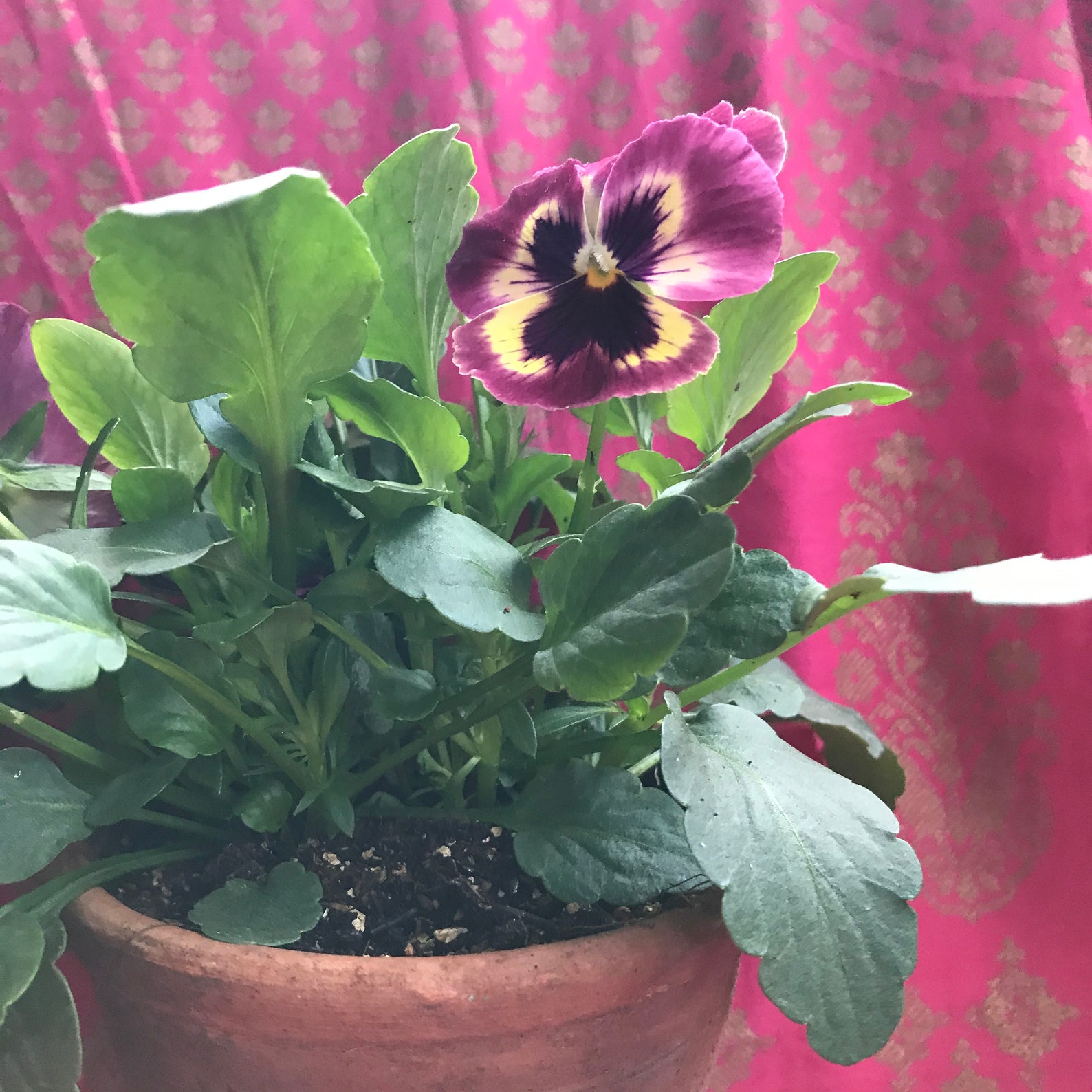 Potted Winter Violas in Vintage Terracotta Pot Etsy