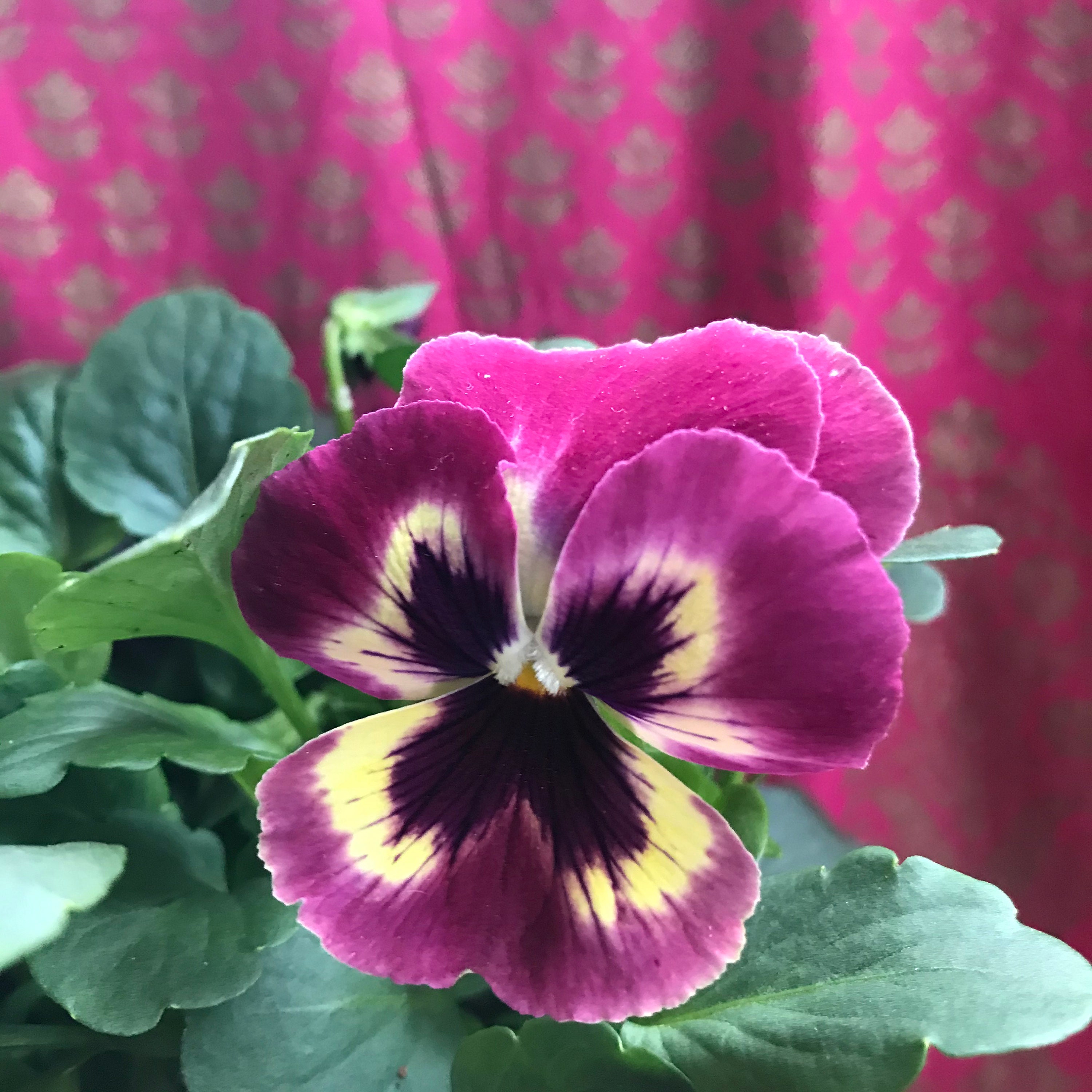 Potted Winter Violas in Vintage Terracotta Pot Etsy