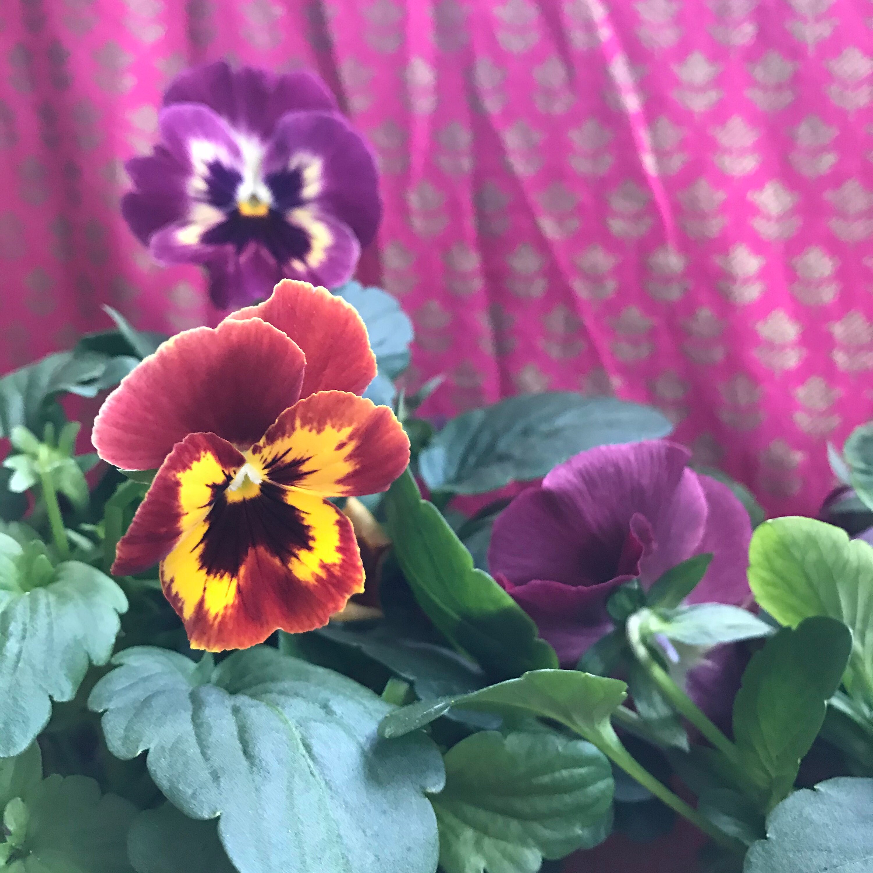 Potted Winter Violas in Vintage Terracotta Pot Etsy