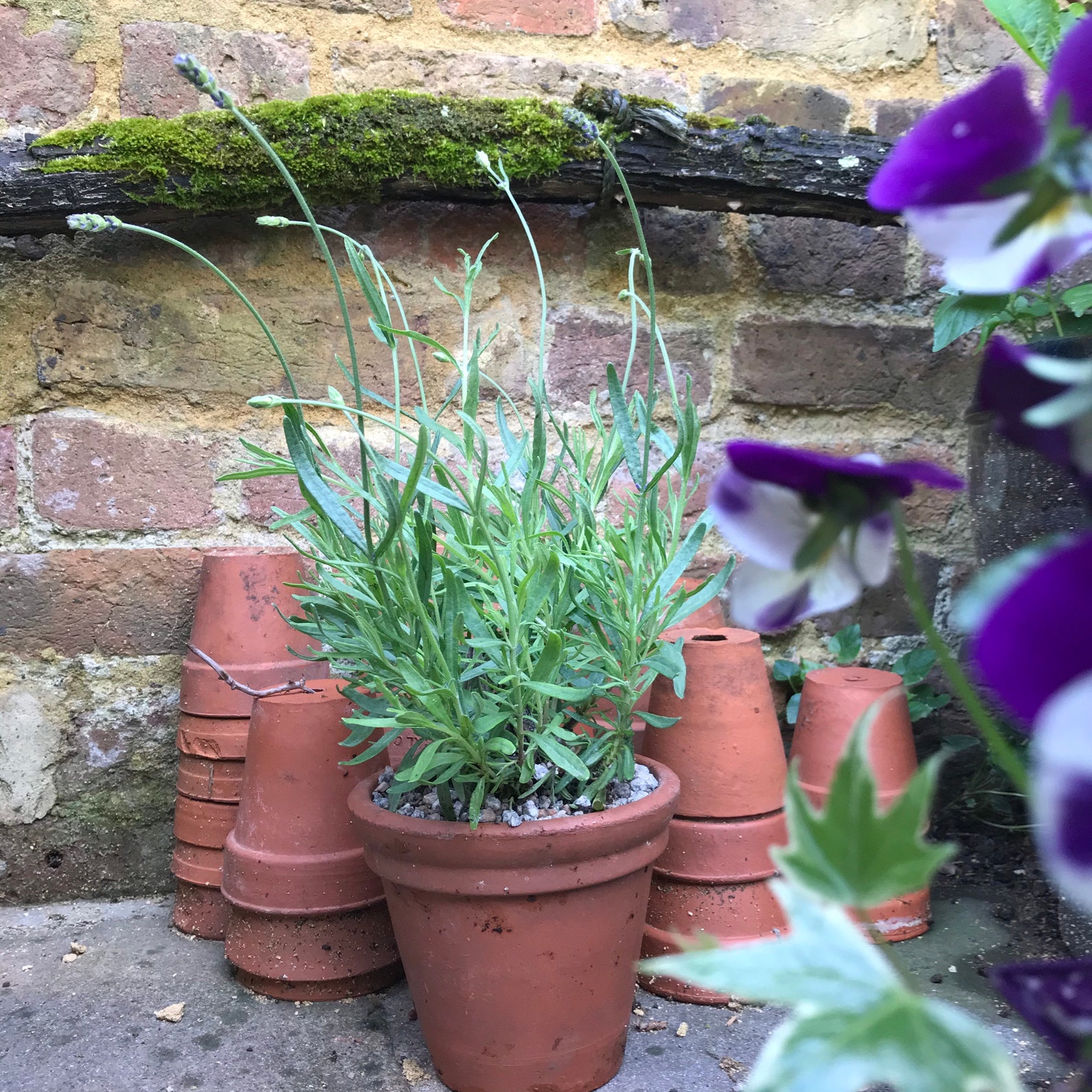 Potted Lavender Hidcote in a vintage terracotta pot Etsy