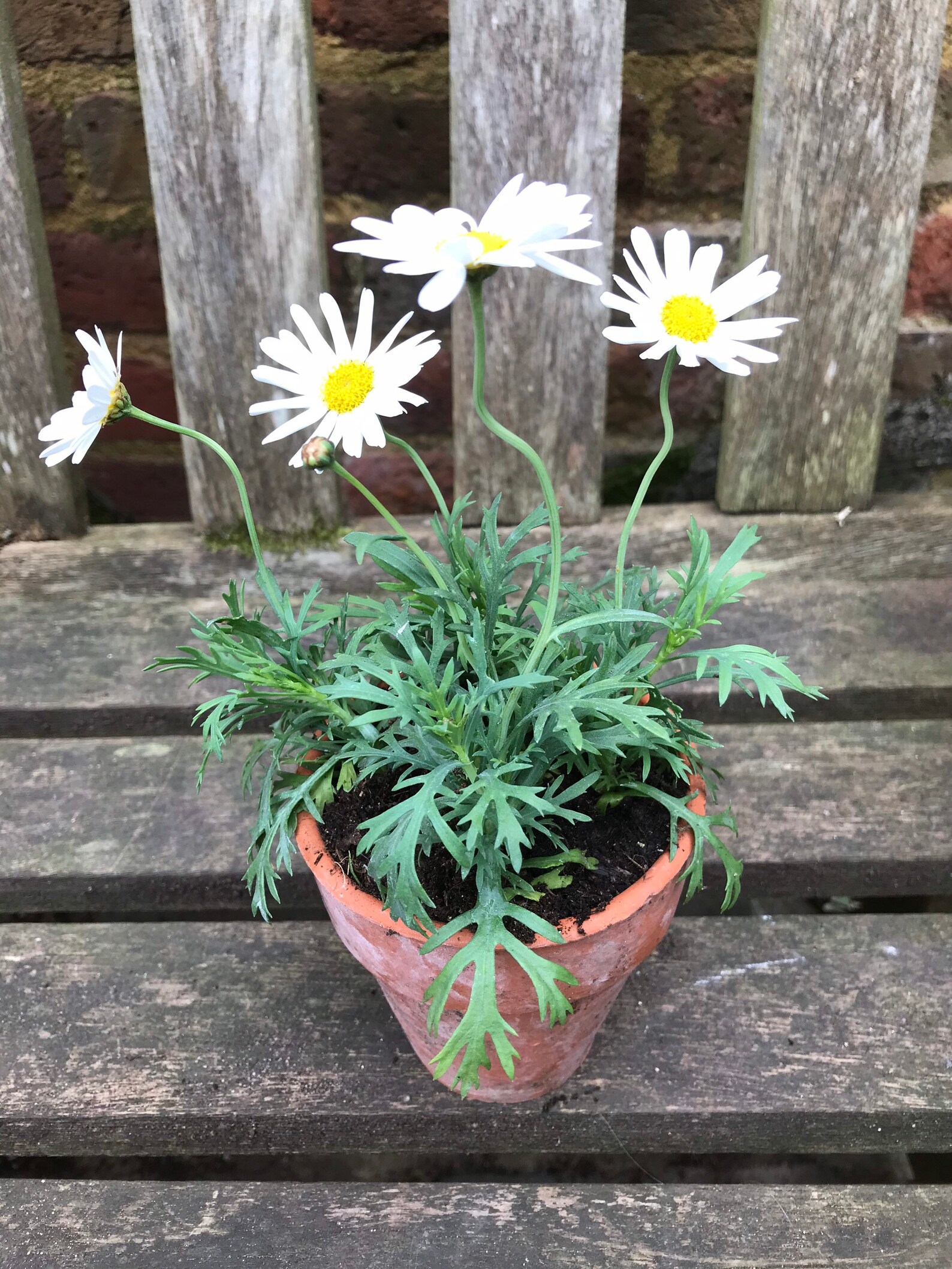 Potted Marguerite Daisy in a vintage terracotta pot Etsy