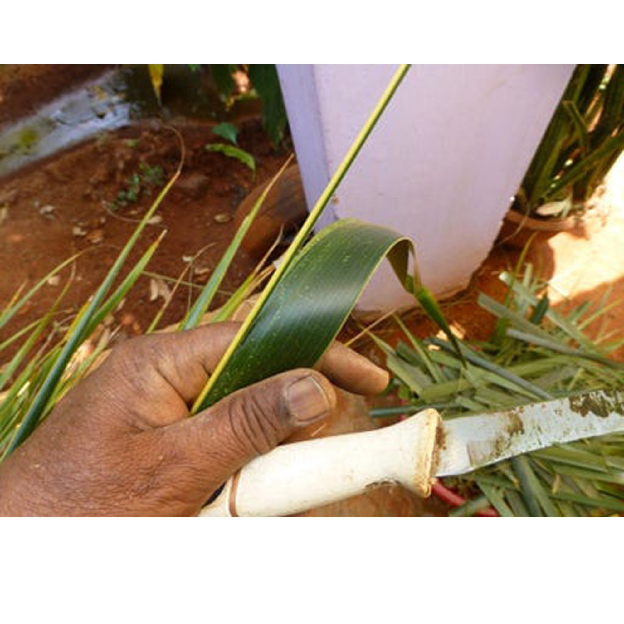 Coconut Sticks Mid Rib Coconut Sticks Organic Dried Coconut Etsy