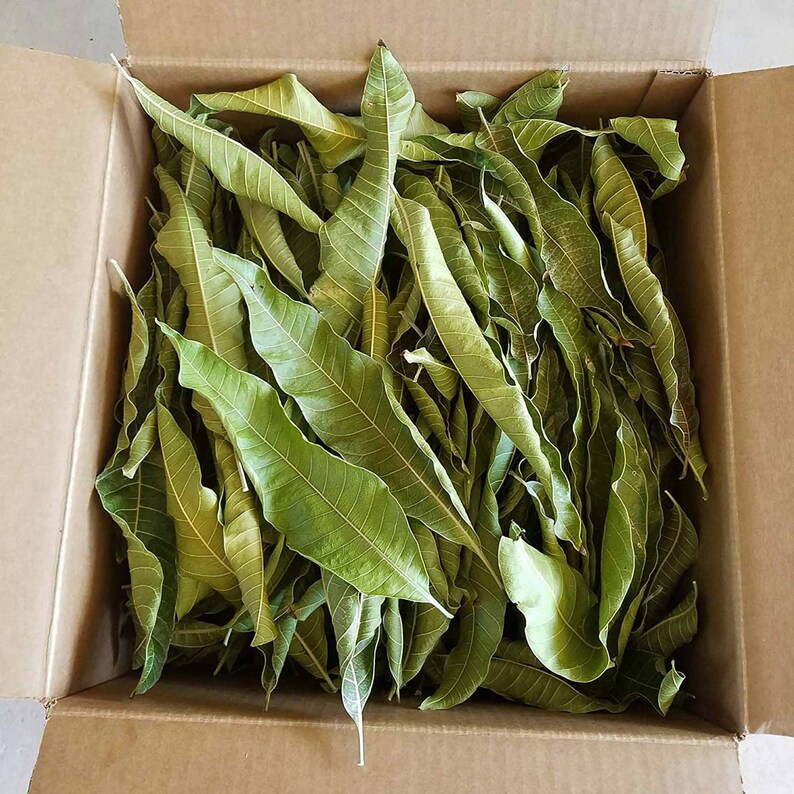 Dried mango leaves & Powder Organic mango leaves | Etsy