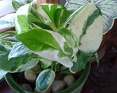 POTHOS Pearls and Jade