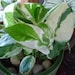 Briana Martinez reviewed POTHOS Pearls and Jade