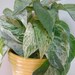 Briana Martinez reviewed POTHOS Marble  Queen