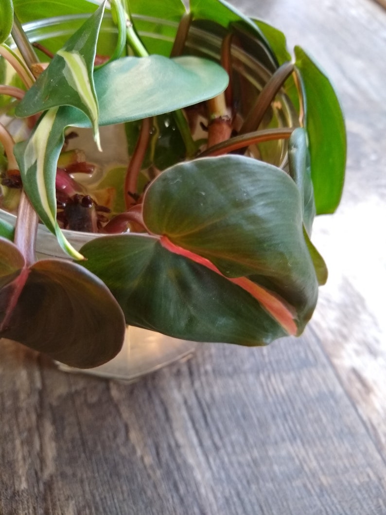 Philodendron Brasil image 3