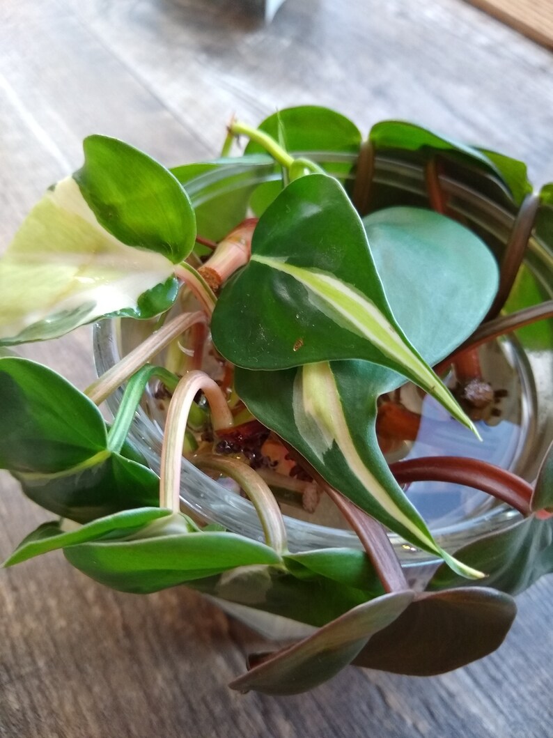 Philodendron Brasil image 2