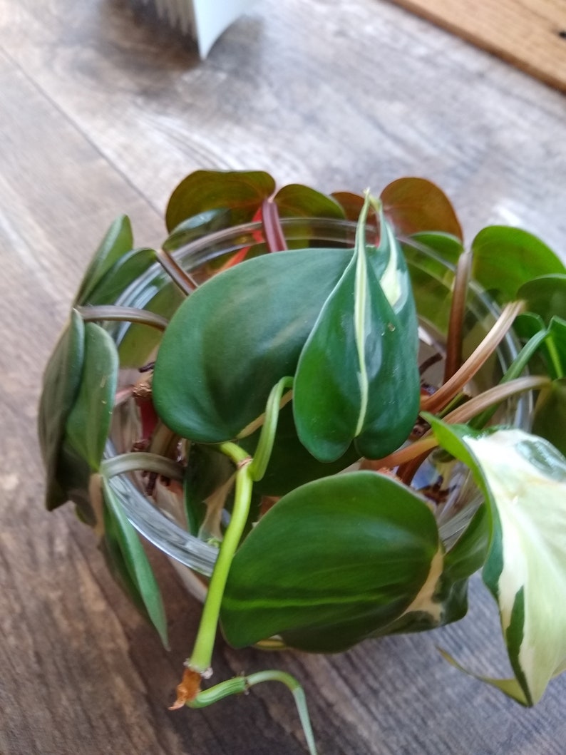 Philodendron Brasil image 0