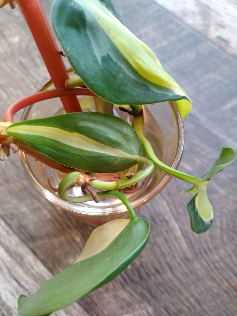 Philodendron Brasil image 1