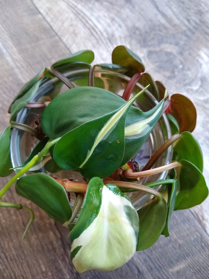 Philodendron Brasil image 4