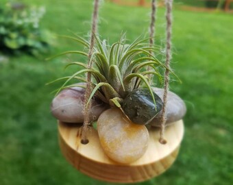 Air Plant Holder, Rustic Succulent Display, Home Office Decor Gift