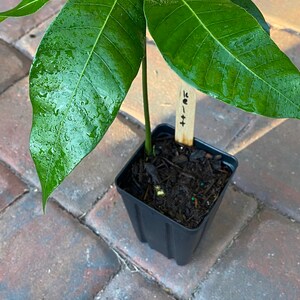 Get Fruit Pickers Under The Mango Tree Message Gif