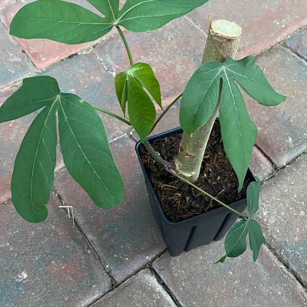 Yuca plant