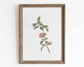 Pink floral antique watercolor. Botanical muted print. Neutral Sketch Art PRINTABLE. Still life illustration. Nursery decor. Farmhouse decor