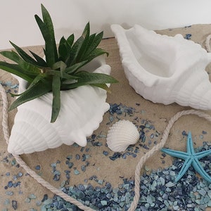 Op de afbeelding: Twee witte schelpvormige plantenbakken, één met een groene vetplant. Ze staan op een zanderige ondergrond met blauwe decoratieve stenen, schelpen, een zeester en touw. De scène heeft een kustthema.