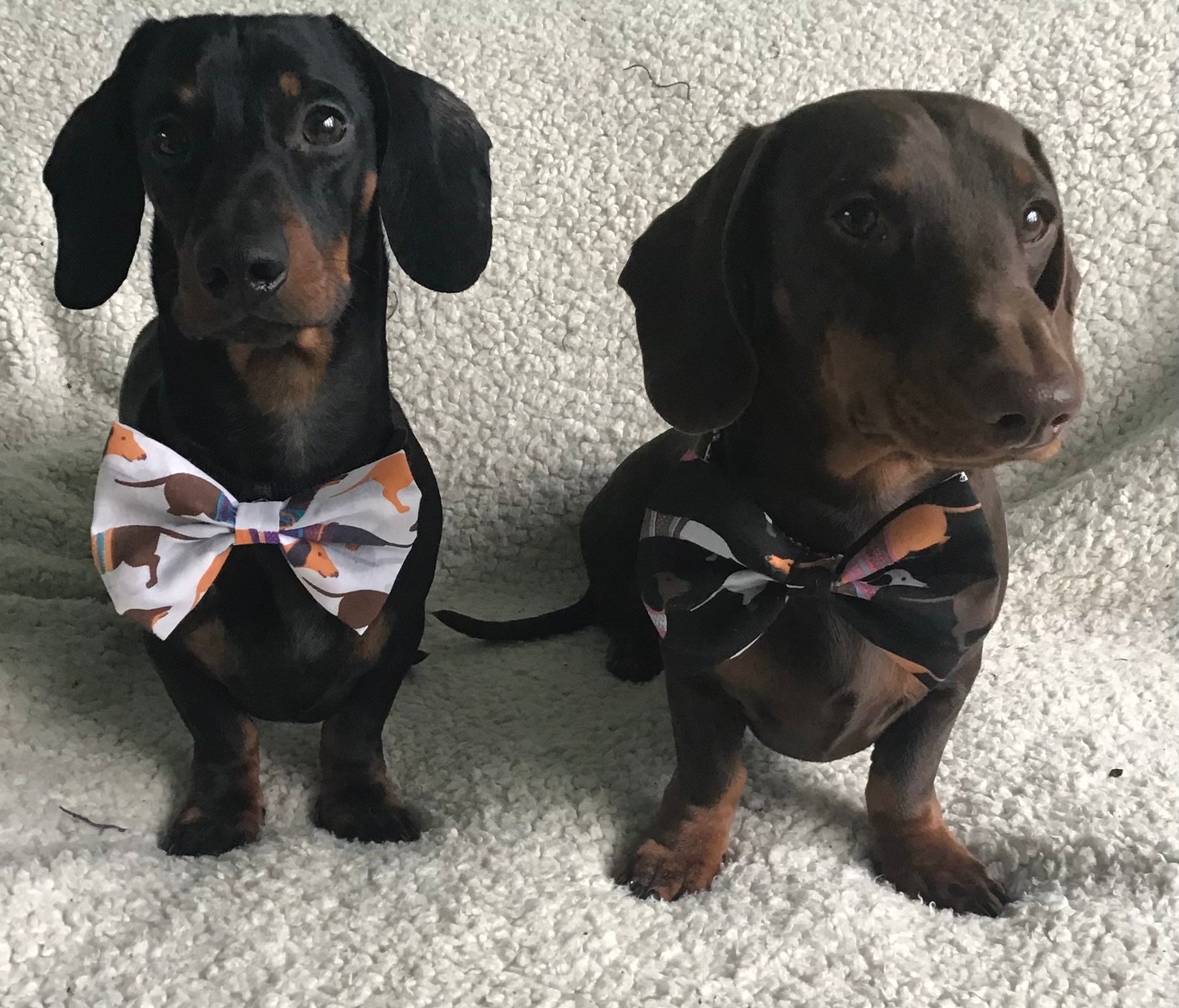 Dachshund bow ties and bandana Etsy