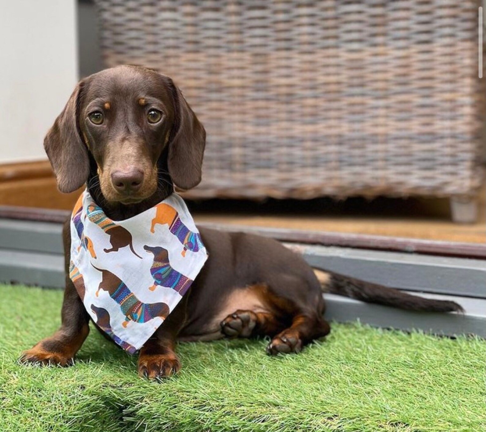 Dachshund bow ties and bandana Etsy