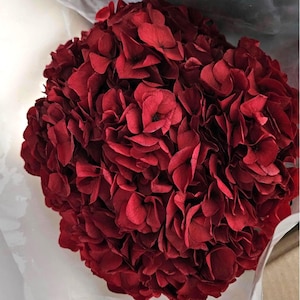 Preserved Big Leaf Hydrangea Flowers – Crafting Supplies, Dried Petals